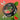 TUNNELBLICK Watermelon Mint